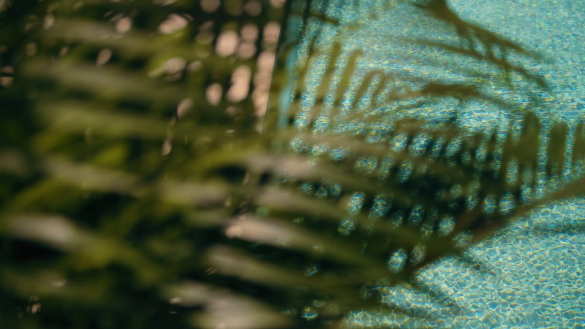 A palm frond in front of the sunlit turquoise water of a pool
